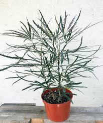 Image result for Plerandra