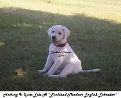 Check spelling or type a new query. Labrador Retriever Akc Aca English Yellow Cream White Pups For Sale In Clarksburg Massachusetts Classified Americanlisted Com