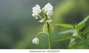 Image result for Eulophia tuberculata