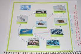 Life Science Interactive Notebook Principles Of Ecology Interactive Science Notebook Interactive Notebooks Principles Of Ecology