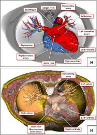 Identify the main muscles of the body, using the accompanying diagram; What Is The Real Cardiac Anatomy Mori 2019 Clinical Anatomy Wiley Online Library