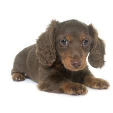 Please email or call first! Petland Florida