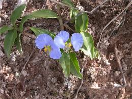 Image result for Commelina