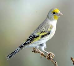Chardonneret Golden Saved To Chardonneret Hybride Mulet Wow Guzel Kuslar Kus Resimleri Rengarenk Kuslar