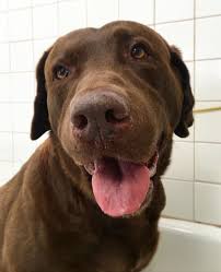 Akc male chocolate lab puppy (sat > lytle) pic hide this posting restore restore this posting. Great Pyrenees Mixed With Chocolate Lab