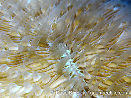 Image result for Pleurostylia capensis