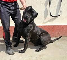 These playful presa canario puppies love your family. Vortex Seven Sharky Dinasty Kennel Presa Canario