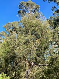 Image result for Casuarina littoralis