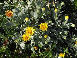 Image result for Hertia