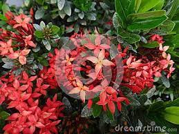 Pin On Ixora