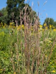 Image result for Andropogon
