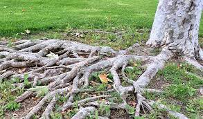 I believe that visible roots can help us to know if the tree is healthy, plus i find them decorative. How To Fix Exposed Tree Roots
