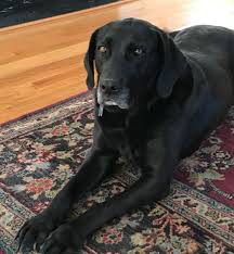 Puppies for adoption in nc. Black Labrador Retriever Lab For Adoption Near Greenville Nc