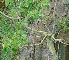 Image result for Ficus abutilifolia