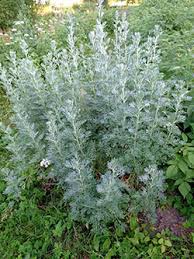 Ideally, a ground cover should grow dense enough or be mulched to inhibit weeds; Xeriscaping Ground Cover Plants 7 230 Extension