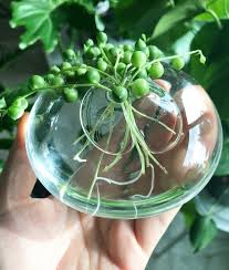 Water Propagation Means More Plants Houseplants Easy Houseplants Plant Blog Cocktail Blog Water Plants Propagating Plants Indoor Plants