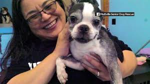 Trainpetdog.com has been visited by 10k+ users in the past month 3 Dozen Boston Terriers Saved From Hoarding Situation Up For Adoption In San Francisco Abc7 San Francisco