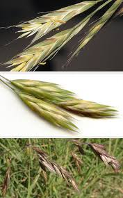 Image result for Bromus catharticus