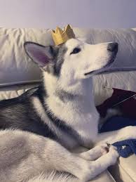 Little Lord Idiothttps I Redd It Yn196vjkph841 Jpg Rssmix Com Mix Id 9959214 In 2020 Siberian Husky Husky Snow Dogs