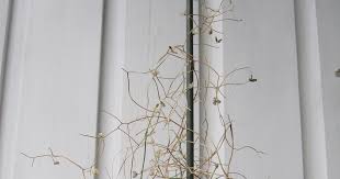 Image result for Schizobasis