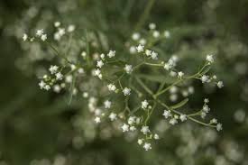Image result for Parthenium