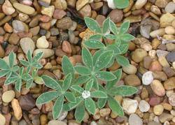 Bluebonnets grow primarily in the state of texas, but they grow in other parts of the united states under the right conditions. Is This A Weed