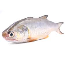Check spelling or type a new query. Beli Milk Fish Ikan Susu Dari Giant Hypermarket Happyfresh