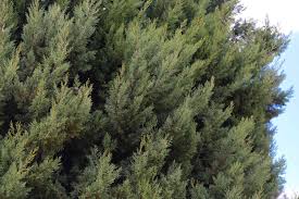 Cedar tree hills is a summit in arizona and has an elevation of 2102 metres. Arizona Cypress Care Growing Guide