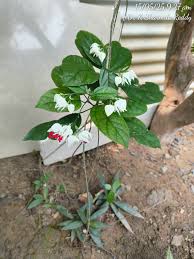 Image result for Dolichos sericeus