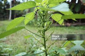 Image result for Toddalia