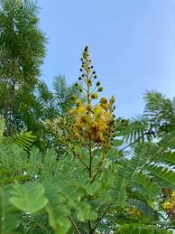 Image result for Caesalpinia sappan