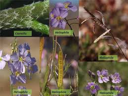 Image result for Brassicaceae
