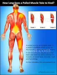 Russell warren from the hospital for special surgery, pectoralis muscle injuries happen when there is too much force or weight on the muscle. How Long Does A Pulled Muscle Take To Heal
