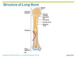 Related posts of long bone diagram. Ch06 A Bone