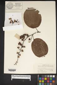 Image result for Allocassine laurifolia