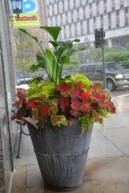 Zoe Hunter Zoehunter7zd Container Plants Potted Plants For Shade Container Gardening
