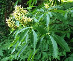 Image result for Hexasepalum flavescens