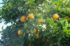 Grapefruit tree facts, a summary. Henderson Ray Grapefruit Tree Mice Remedies
