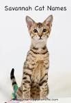 80 Best Savannah Cat Names – The Paws