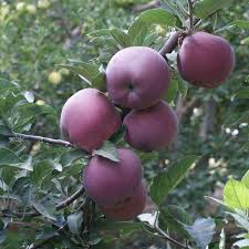 We did not find results for: Scarlet Spur Demirel Kardesler Fidancilik