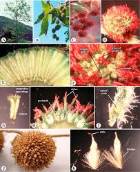 Image result for Platanaceae