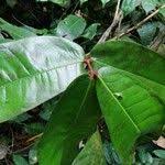 Image result for Gilbertiodendron dewevrei