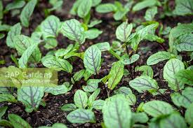 Check spelling or type a new query. Rumex Sanguineus Var Stock Photo By Jonathan Buckley Image 1400198
