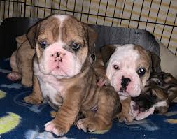 Find english bulldogs puppies & dogs for sale uk at the uk's largest independent free classifieds site. English Bulldog Puppies Merle Chocolate Tan English Bulldog For Sale Near Me In Wirral Mypetzilla Uk