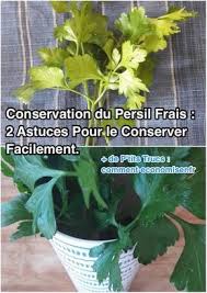 Conservation Du Persil Frais 2 Astuces Pour Le Conserver Facilement Persil Conservation Conservation Legumes