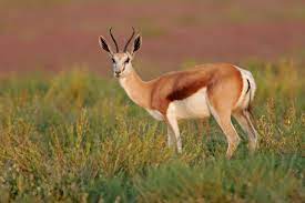 We did not find results for: African Antelope Species Animal Sake