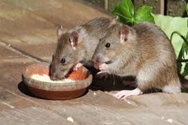Ini adalah kerana umur tikus yang relatifnya lebih. Waspada Leptospirosis Air Kencing Tikus Memicu Kematian