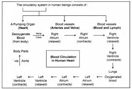 Life Processes Class 10 Notes Science Chapter 6 Learn Cbse In 2020 Biology Notes Human Circulatory System Science Notes