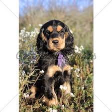 Baby Black And Brown Cocker Spaniel Black And Brown English Cocker Spaniel Puppy Google Search Cocker Spaniel Puppies Cocker Spaniel Puppy Names