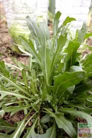 La Roquette Culture Et Entretien Jardinage Potager Cultiver Idees Jardin